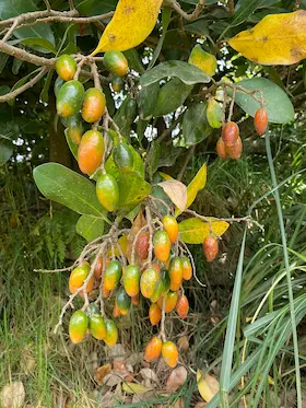 Image of Karaka berries on the tree
