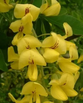 Image of Laburnum flowers
