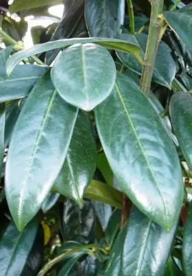 Image of Laurel leaves
