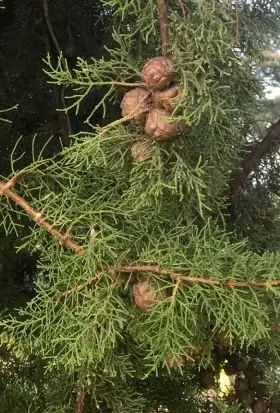 Image of Macrocarpa showing cones and needles