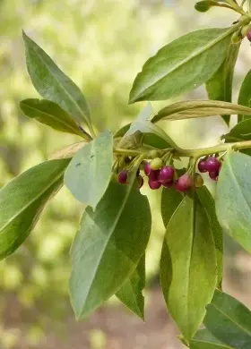 Image of Ngaio showing berries and leaves