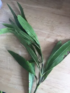 Image of Oleander foliage