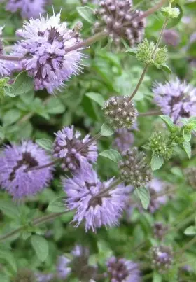 Image of Pennyroyal showing leaves and flowers