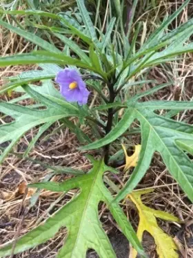 Image of Poroporo leaves and flower