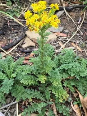Image of Ragwort leaves and flowers
