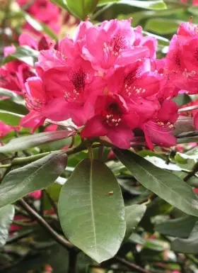 Image of Rhododendron flowers and leaves