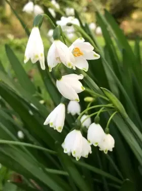 Image of Snowdrop flowers