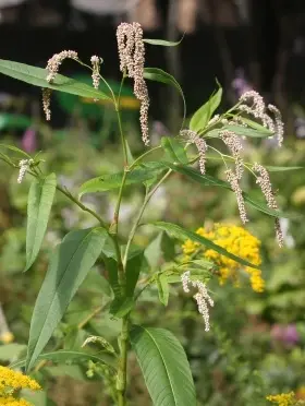 Image of Willow weed showing the leaves and flowers