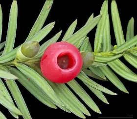 Image of a Yew tree branch showing needles and berries