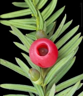 Image of a Yew tree branch showing needles and berries