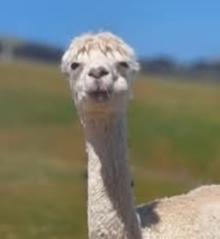 An alpaca showing quidding in its left cheek