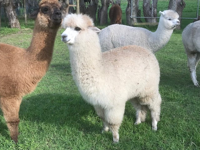 Te Korito Quinn - a finely fleeced male at Te Korito Alpacas