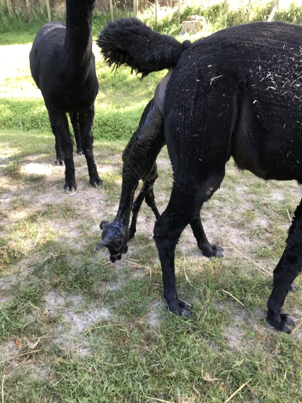 Alpaca cria birth - most of the body emerged, retained only by the hips