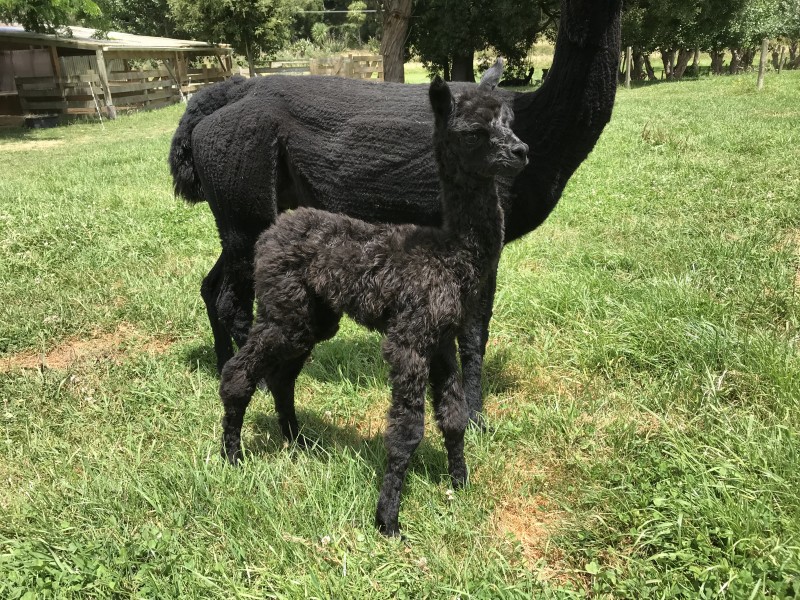 Alpaca cria - Six hours old, dry and standing with his dam.