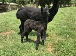 Alpaca cria - Six hours old, dry and standing with his dam