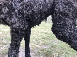 Alpaca cria - detail of the umbilical stub