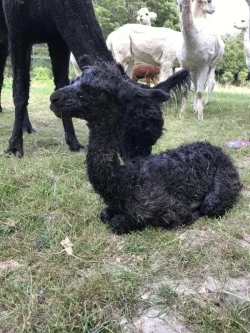 Alpaca cria - the newborn cria sitting in the kush position