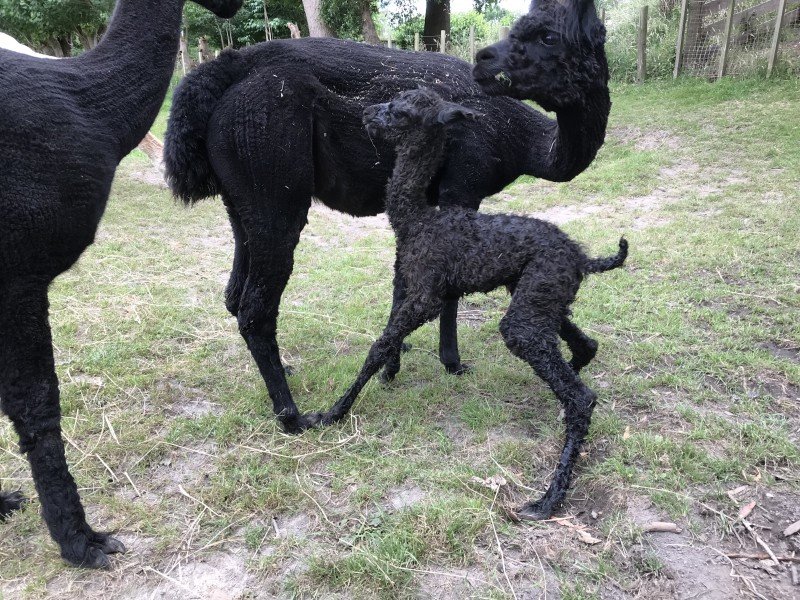 Alpaca cria - the newborn attempting to stand