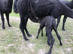 Alpaca cria - newborn suckling his dam for the first time