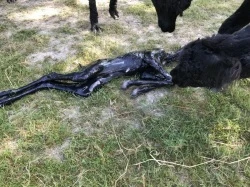 Alpaca cria birth - the membrane covered cria laying on the ground