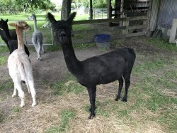 Alpaca cria birth - Saffron just prior to unpacking