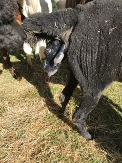 Alpaca cria birth - head and both forelimbs emerging