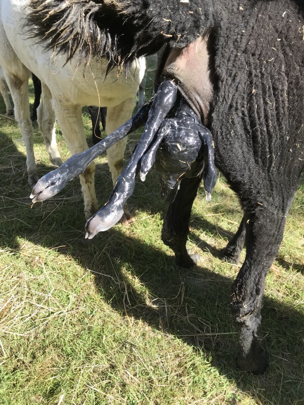 Alpaca cria birth - head and both forelimbs fully emerged
