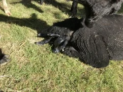 Alpaca cria birth - Saffron resting during labour but with the cria partially emerged