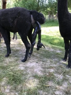 Alpaca cria birth - shoulders emerged