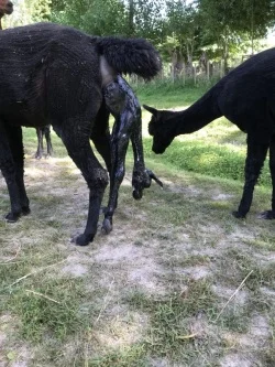 Alpaca cria birth - chest emerged