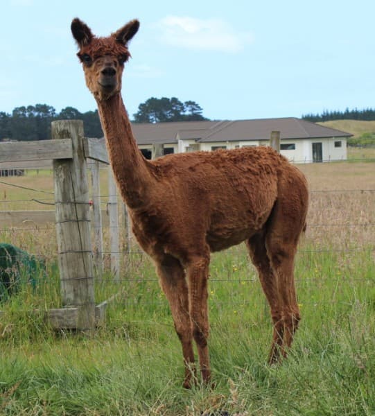 Image of Te Korito Vincent - brown suri male