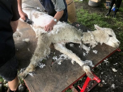 An alpaca being sheared