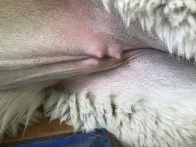 Te Korito Freya - udder development