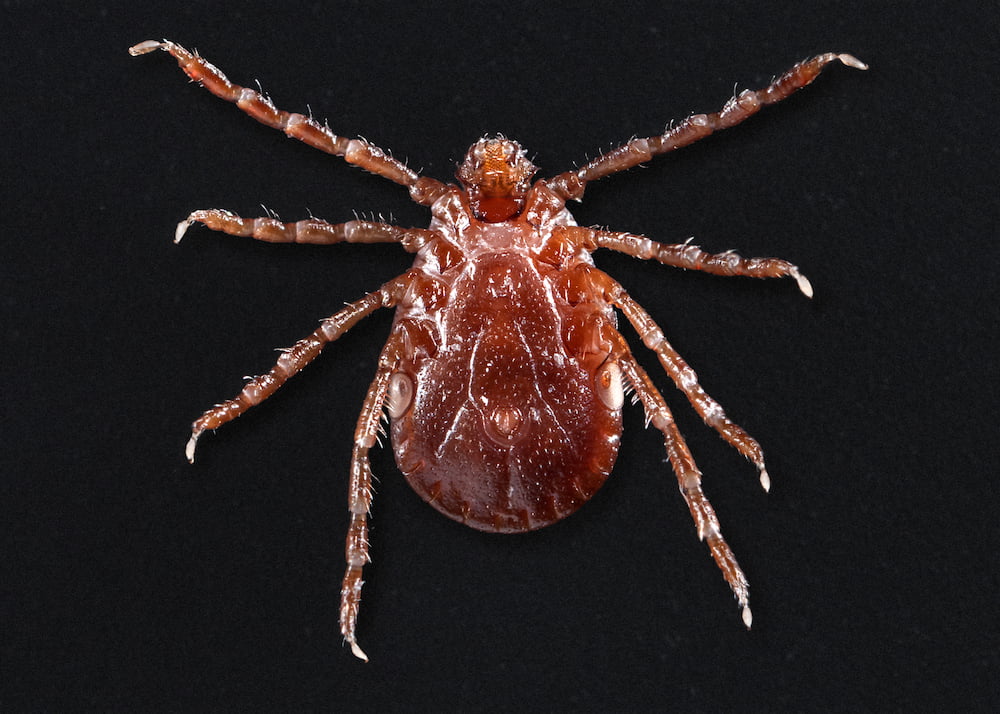 Haemaphysalis longicornis, underside view