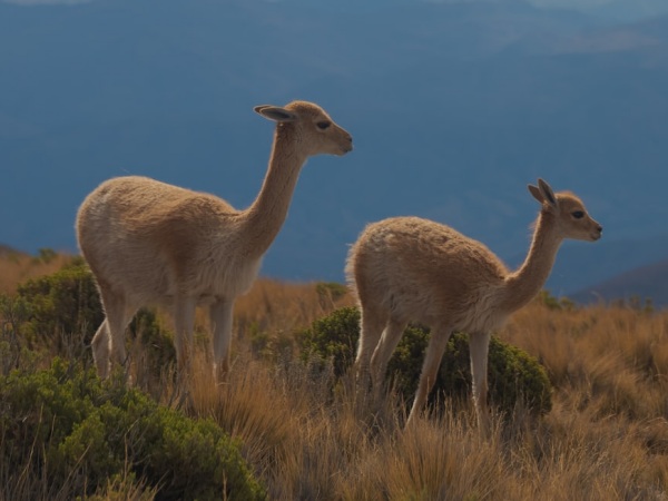 Image of a vicuña